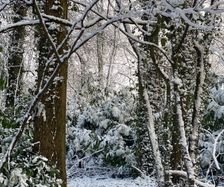 Entrance to the wood in the snow