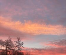 Larch trees against a beautiful sunrise