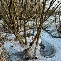 Frosty Pond