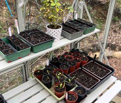 Newly sown seeds